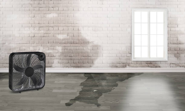  Armada, MI Water damage restoration Pros